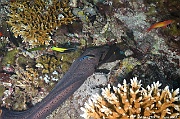 Gymnothorax javanicus-Labroides-bicolor Labroides-dimidiatus Maldives Fesdhoo wreck-5m-20240423-da-DSC_6278_tn